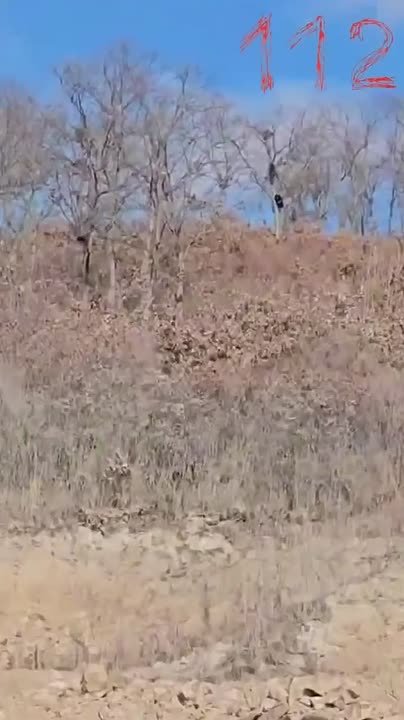 "Висит, смотрит на нас, вот гаденыш": гималайский медведь забрался на дерево и уже два дня не спускается в Приморье