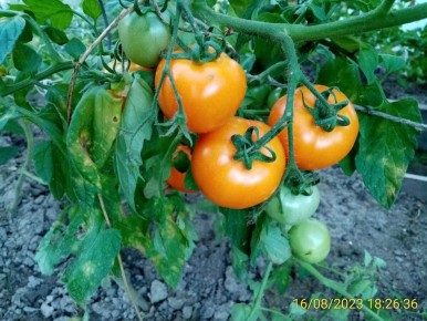 Эпигенетика растений: Как природа запоминает