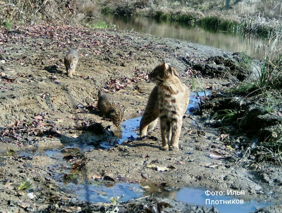Семью дальневосточного лесного кота с осенним выводком сняла фотоловушка в Приморье
