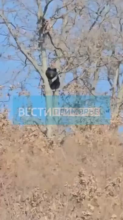В районе Царевки Шкотовского МО Приморья на дереве вторые сутки сидит медведь