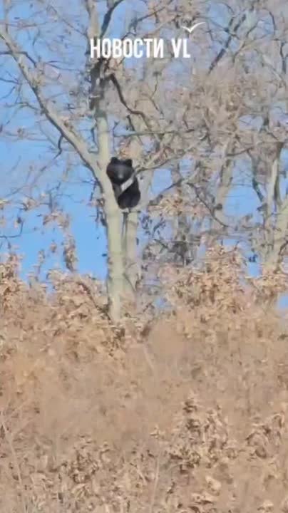 «Мне сверху видно всё, ты так и знай!»: в Шкотовском районе медведь несколько дней ведёт наблюдение за рабочими предприятия