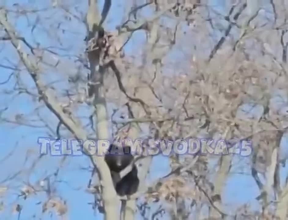 В Приморье медведь двое суток сидел на дереве и наблюдал за людьми