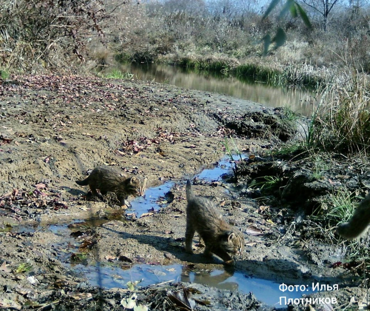 На «Земле леопарда» зафиксировали семью самых скрытных кошек На «Земле леопарда» зафиксировали семью самых скрытных кошек
