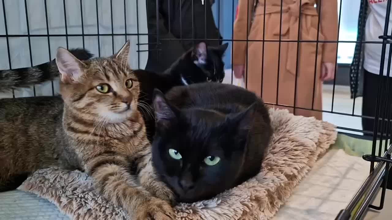 ПРИХОДИТЕ ЗНАКОМИТЬСЯ. Прямо сейчас во Владивостоке проходит благотворительная выставка-раздача котов и собак, которые ищут свой дом