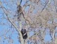 В Приморье медведь двое суток сидел на дереве и наблюдал за людьми