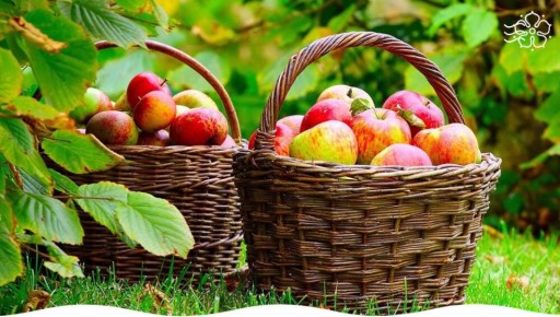 Как сохранить яблочный урожай: хитрости и советы садоводов