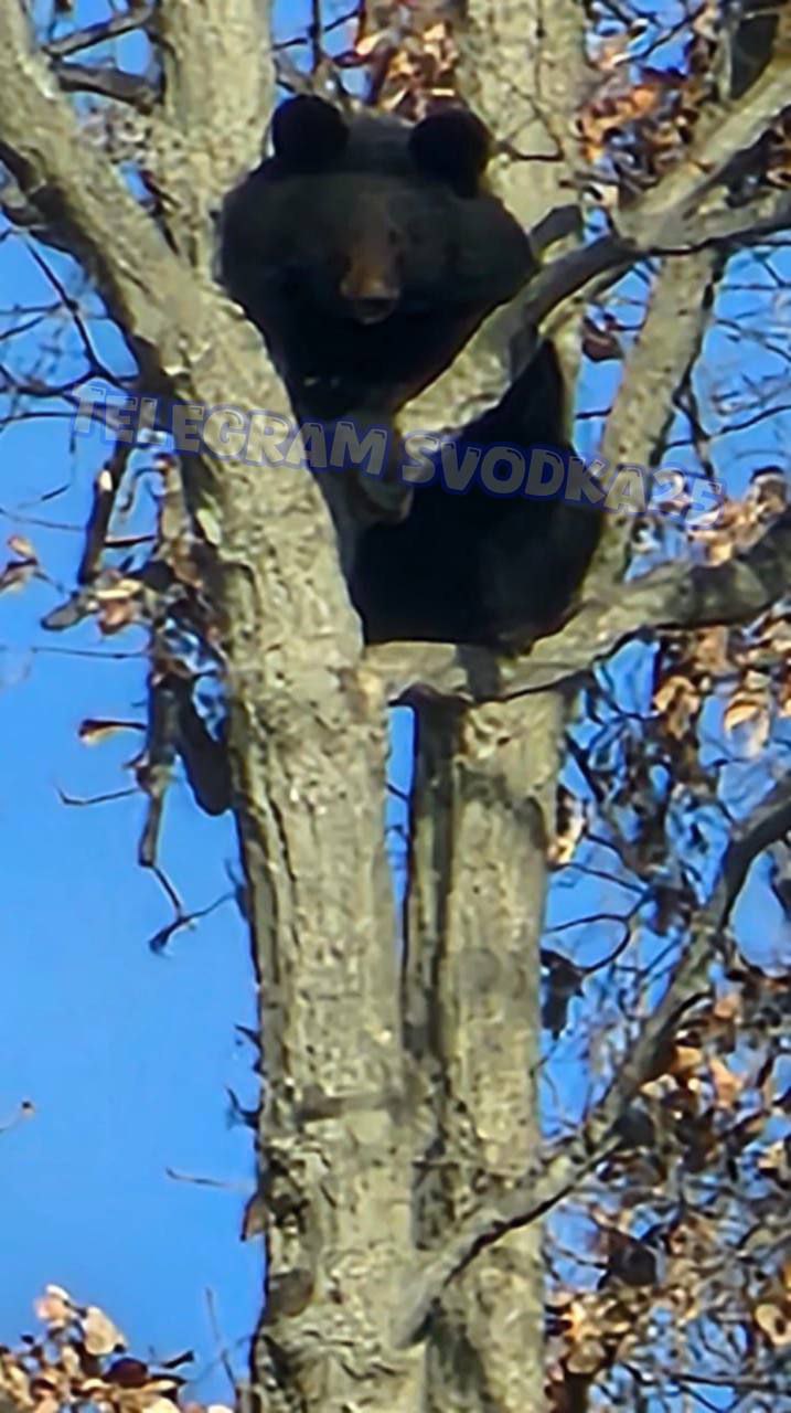 В Приморье медведь двое суток сидел на дереве и наблюдал за людьми В Приморье медведь двое суток сидел на дереве и наблюдал за людьми