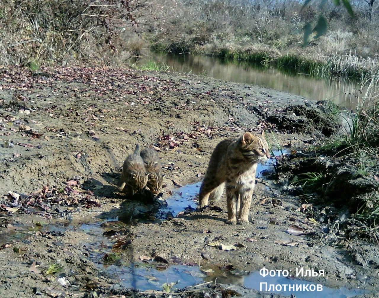 На «Земле леопарда» зафиксировали семью самых скрытных кошек На «Земле леопарда» зафиксировали семью самых скрытных кошек