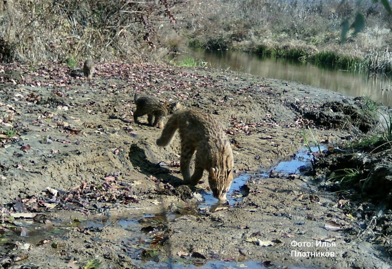 На «Земле леопарда» зафиксировали семью самых скрытных кошек На «Земле леопарда» зафиксировали семью самых скрытных кошек