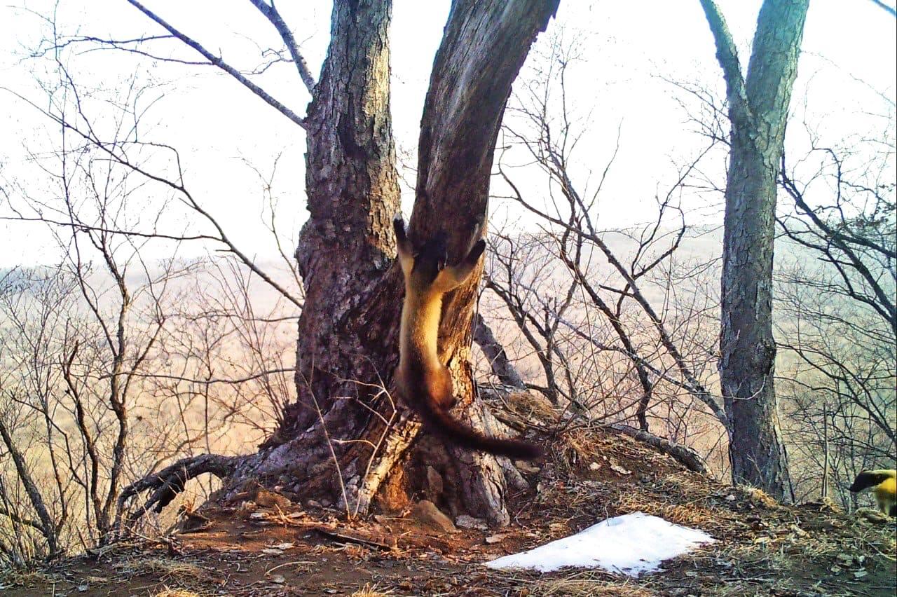 В Приморье харза удивила ученых умением передвигаться по деревьям без лап