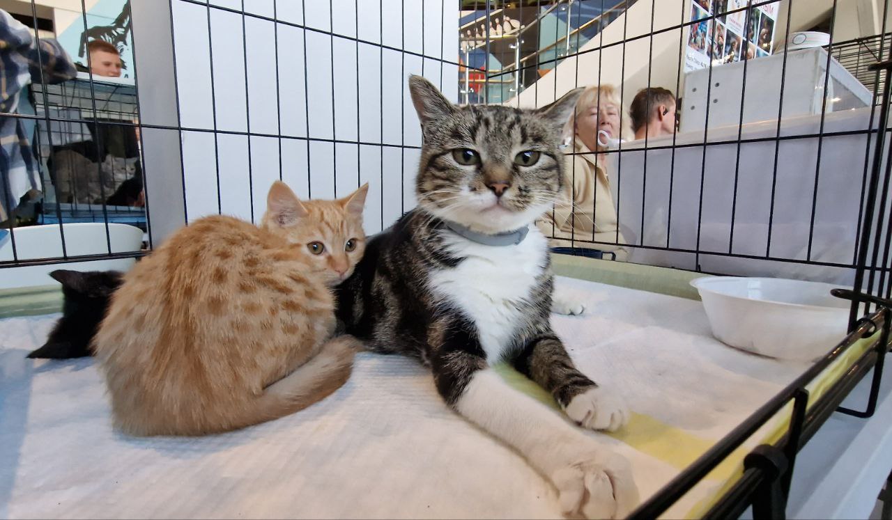 76 ЖИВОТНЫХ НАШЛИ СВОИХ ЛЮБЯЩИХ ХОЗЯЕВ 76 ЖИВОТНЫХ НАШЛИ СВОИХ ЛЮБЯЩИХ ХОЗЯЕВ