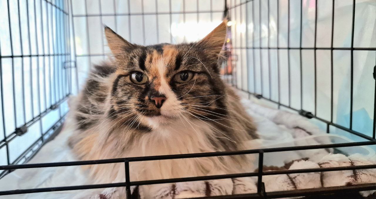 76 ЖИВОТНЫХ НАШЛИ СВОИХ ЛЮБЯЩИХ ХОЗЯЕВ 76 ЖИВОТНЫХ НАШЛИ СВОИХ ЛЮБЯЩИХ ХОЗЯЕВ