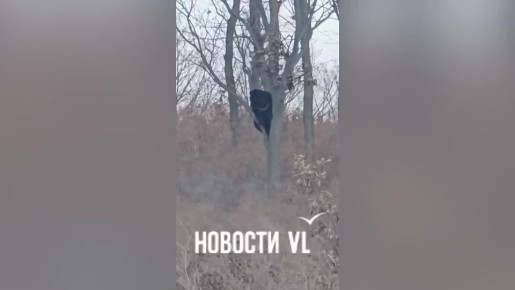 Прораб Потапыч: гималайский медведь уже пятый день следит за рабочими завода в Приморье