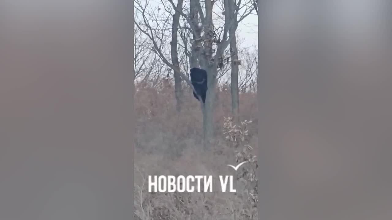 Прораб Потапыч: гималайский медведь уже пятый день следит за рабочими завода в Приморье