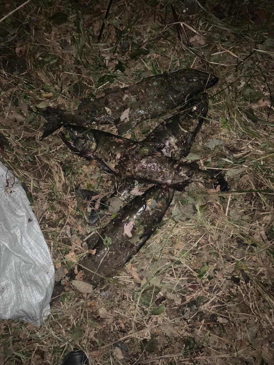 В Хасанском районе полицейские пресекли незаконную добычу лососевых рыб В Хасанском районе полицейские пресекли незаконную добычу лососевых рыб