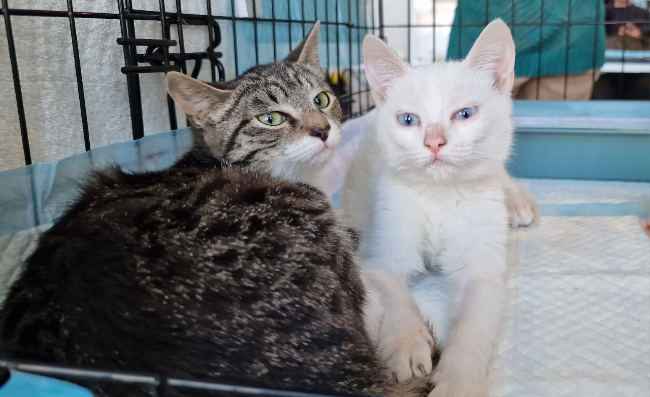 76 ЖИВОТНЫХ НАШЛИ СВОИХ ЛЮБЯЩИХ ХОЗЯЕВ 76 ЖИВОТНЫХ НАШЛИ СВОИХ ЛЮБЯЩИХ ХОЗЯЕВ