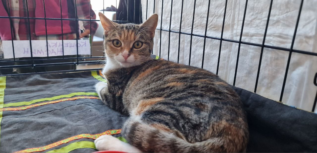 76 ЖИВОТНЫХ НАШЛИ СВОИХ ЛЮБЯЩИХ ХОЗЯЕВ 76 ЖИВОТНЫХ НАШЛИ СВОИХ ЛЮБЯЩИХ ХОЗЯЕВ