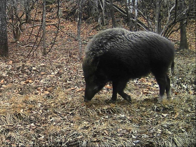 В Приморье впервые в фотоловушку попал кабан в «белых чулочках»
