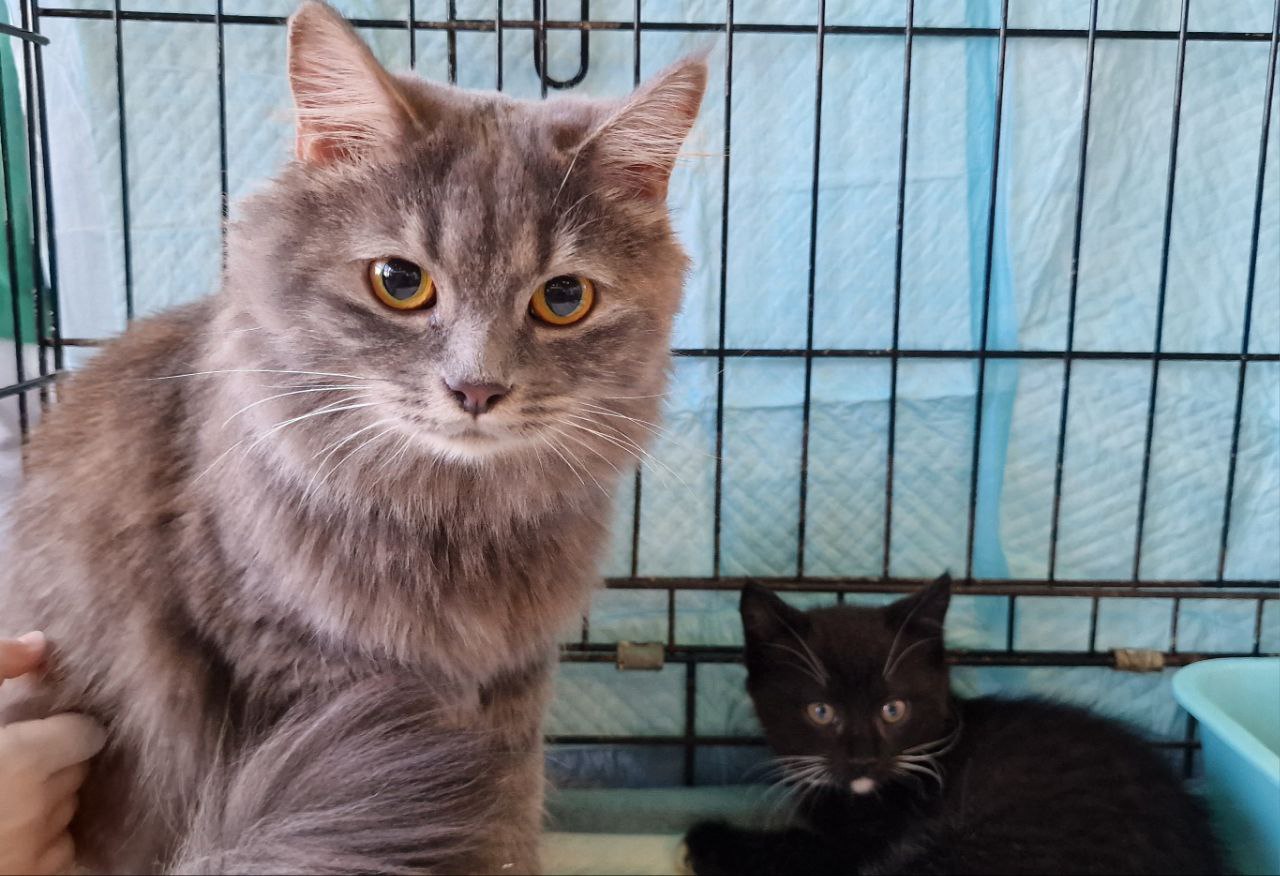 76 ЖИВОТНЫХ НАШЛИ СВОИХ ЛЮБЯЩИХ ХОЗЯЕВ 76 ЖИВОТНЫХ НАШЛИ СВОИХ ЛЮБЯЩИХ ХОЗЯЕВ