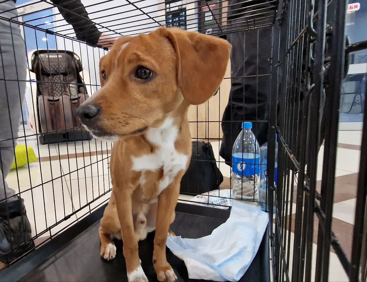 76 ЖИВОТНЫХ НАШЛИ СВОИХ ЛЮБЯЩИХ ХОЗЯЕВ 76 ЖИВОТНЫХ НАШЛИ СВОИХ ЛЮБЯЩИХ ХОЗЯЕВ