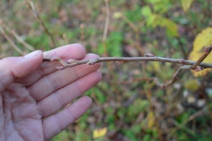 Как защитить смородину от почкового клеща: осенние решения для здорового урожая