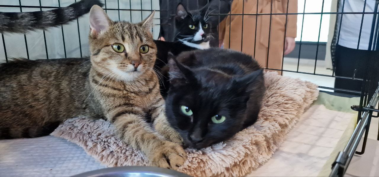 76 ЖИВОТНЫХ НАШЛИ СВОИХ ЛЮБЯЩИХ ХОЗЯЕВ 76 ЖИВОТНЫХ НАШЛИ СВОИХ ЛЮБЯЩИХ ХОЗЯЕВ