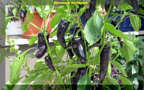 Перцы на вашем огороде: 20 сортов и гибридов, которые не подведут