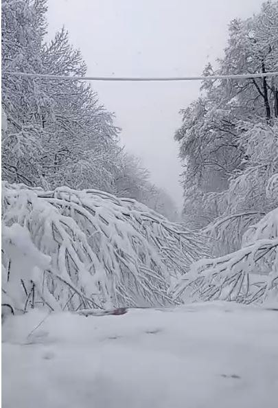 Выезд из села Поляны Дальнереченского МО Приморья Машинам приходится буквально "продираться" сквозь склонившиеся под тяжестью мокрого снега деревью
