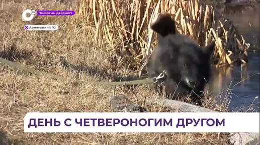 Волонтёры из Приморья помогают приютам для животных подготовиться к зиме