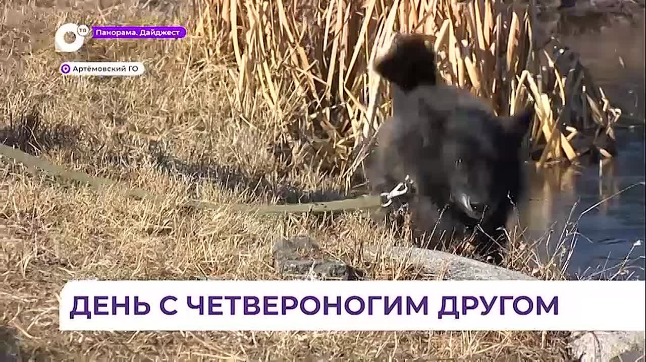 Волонтёры из Приморья помогают приютам для животных подготовиться к зиме