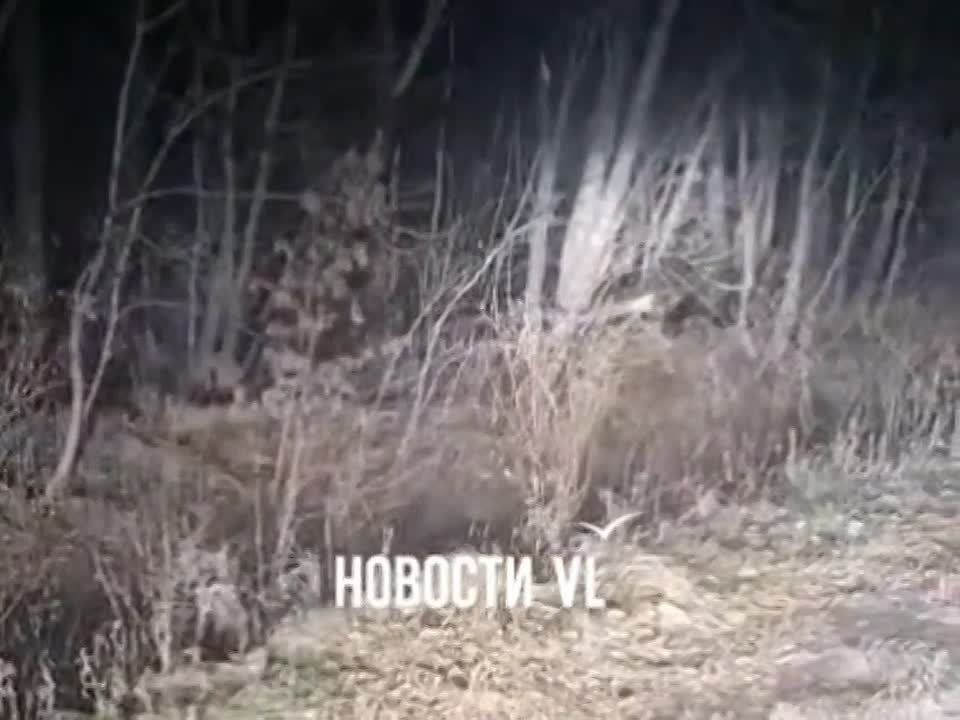 Бесстрашный тигр снова вышел к людям на дорогу