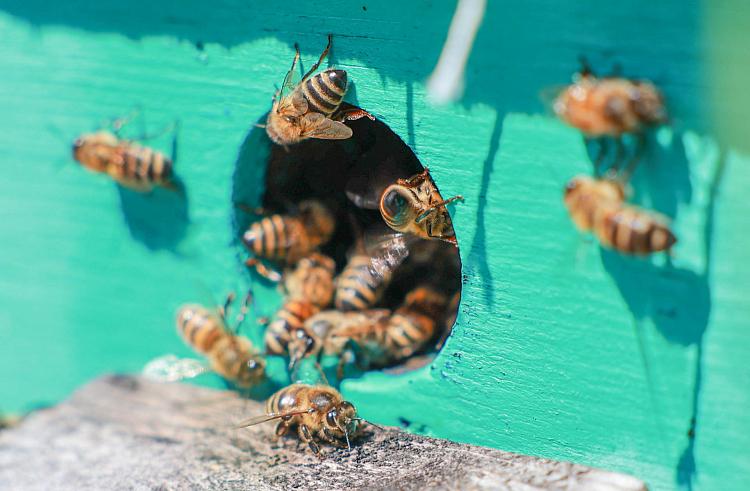 В Приморском крае активно ведется работа по изучению здоровья пчелиных семей