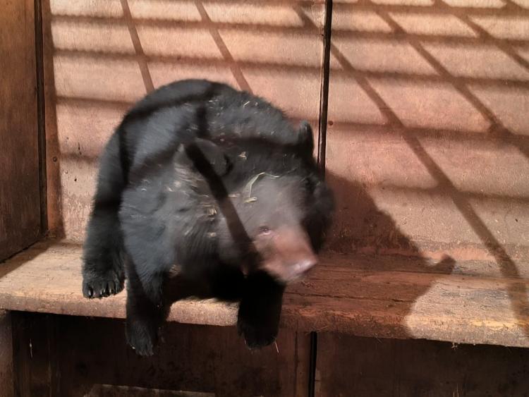 Специалисты спасли молодого полуторагодовалого гималайского медведя