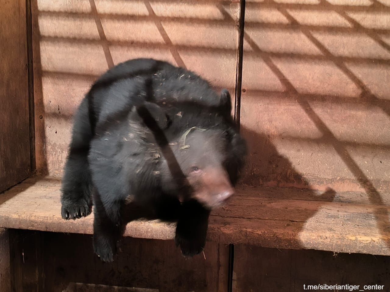Гималайский медведь забрел в одну из школ в Приморском крае, сообщили в пресс-службе центра "Тигр"