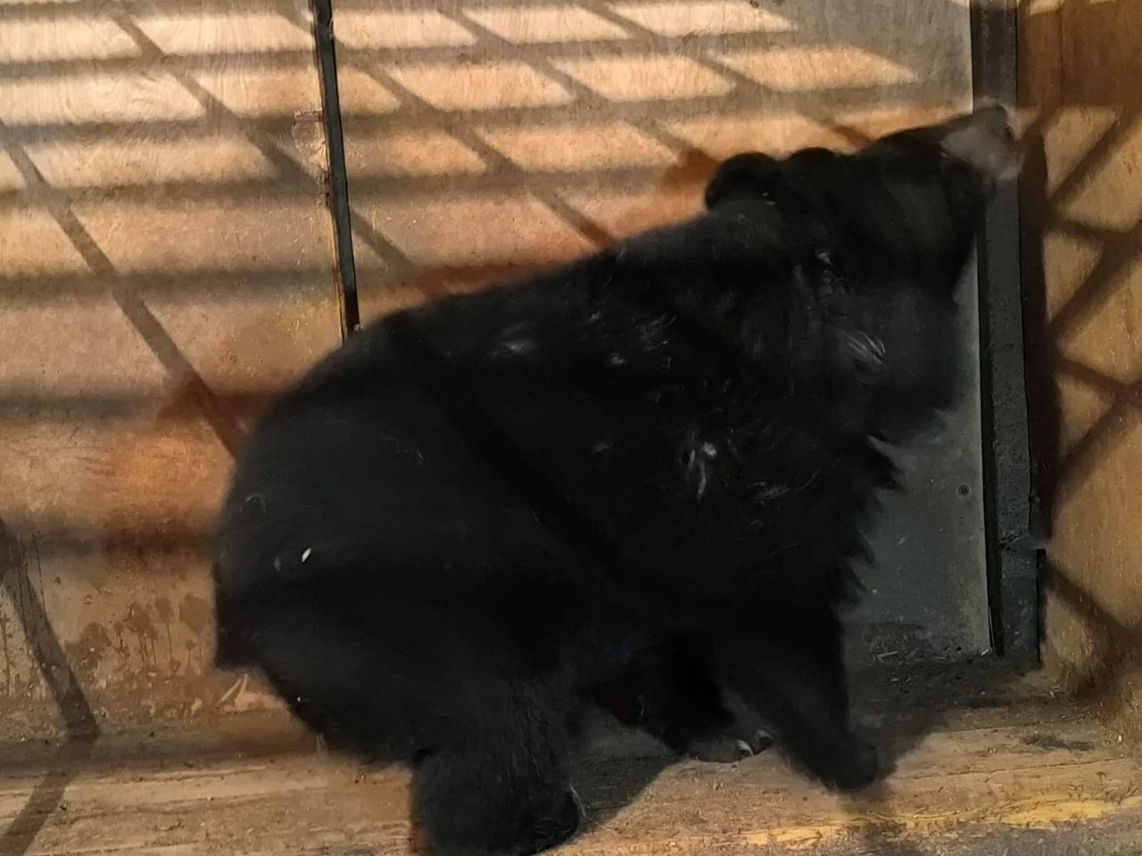 В Ханкайском районе охотнадзор отловил пришедшего в школу ручного полуторогодовалого медведя В Ханкайском районе охотнадзор отловил пришедшего в школу ручного полуторогодовалого медведя