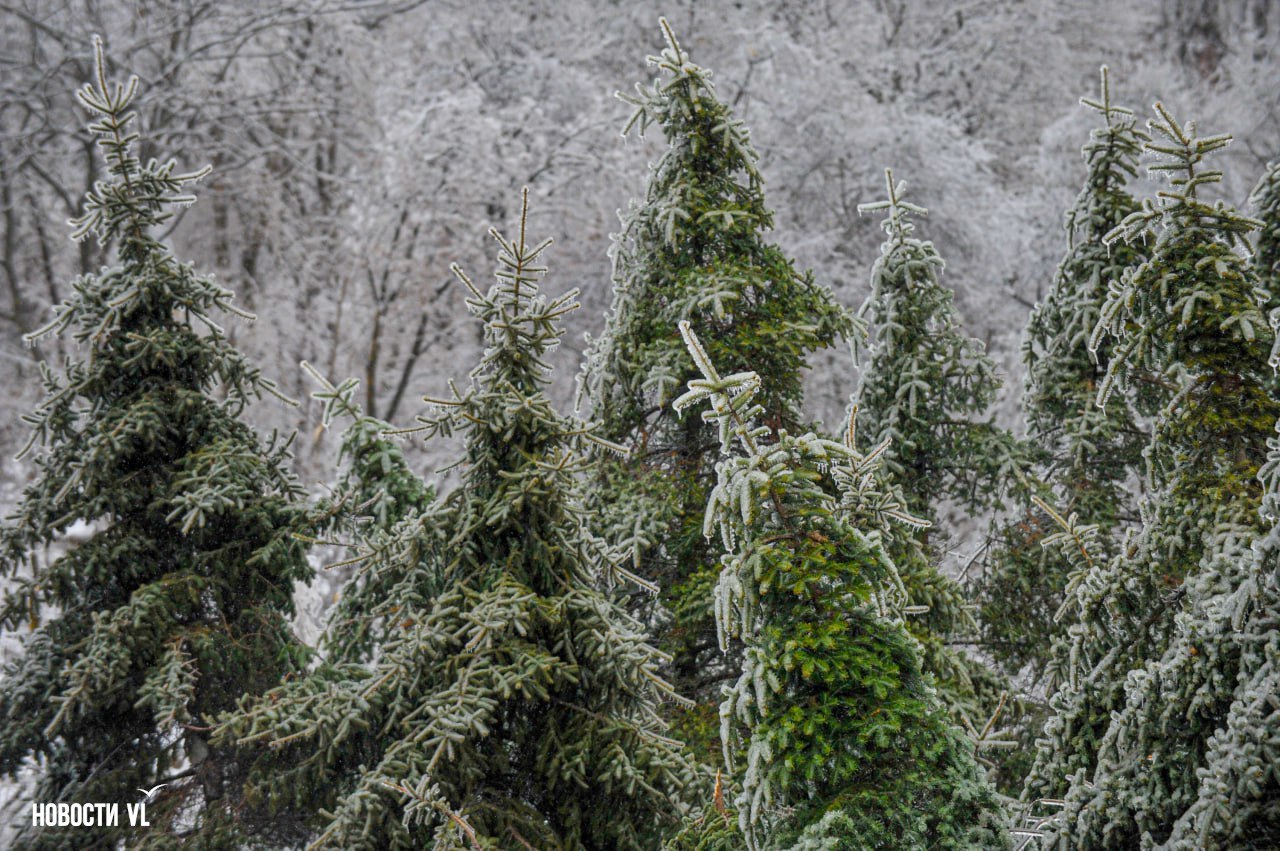 В этот день ровно пять лет назад, 18 ноября 2020 года, во Владивостоке начались осадки, которые войдут в историю как «ледяной дождь» В этот день ровно пять лет назад, 18 ноября 2020 года, во Владивостоке начались осадки, которые войдут в историю как «ледяной дождь»