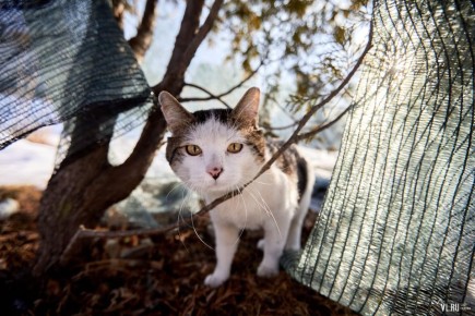 Доброе утро!. Сегодня вторник, 18 ноября, во Владивостоке переменная облачность, без осадков