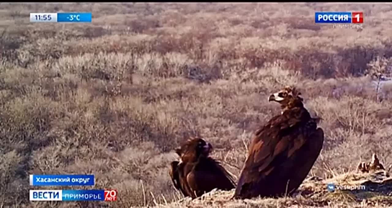 Последние пернатые стаи сегодня спешно покидают Приморье