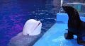 В Приморском океанариуме произошёл трогательный эпизод: морской котик Марио и белуха Нил обменялись дружеским «поцелуем»