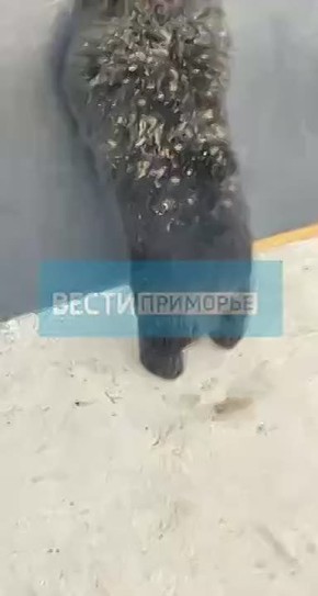 В распоряжении «Вестей: Приморье» оказались кадры любопытного медведя, который всеми способами пытался попасть в одну из школ Ханкайского района. Его отловили сотрудники Охотнадзора