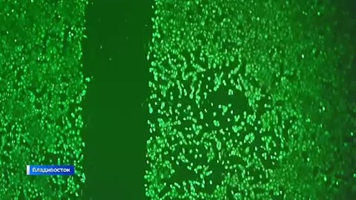 Приморские биологи открыли уникальные свойства грибов для лечения ран и ожогов