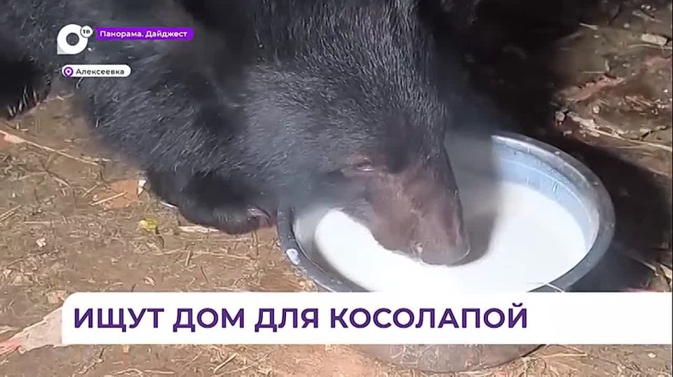 В Приморье ищут новый дом и хозяина для ручной медведицы