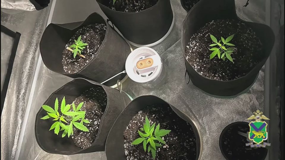 В Приморье полиция подвела итоги второго этапа операции «Мак-2025»