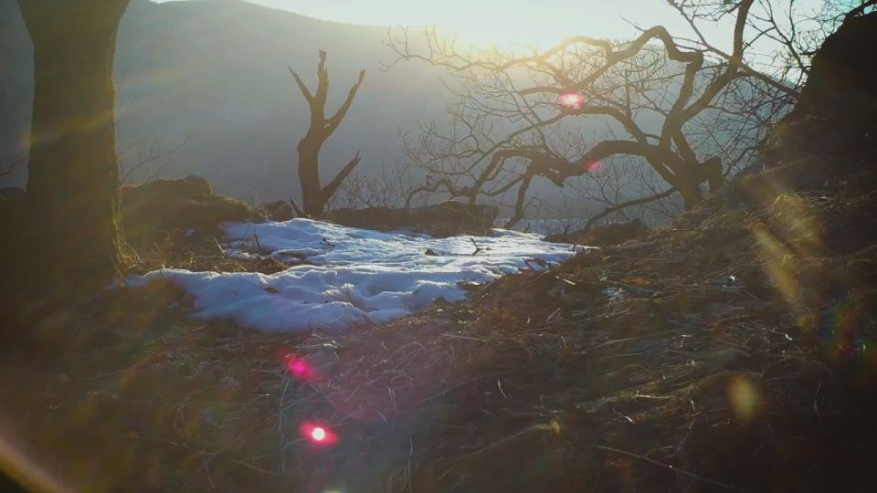 Он неотразим и знает об этом: камера сняла амурского тигра, прогуливающегося под лучами утреннего солнца в Приморье