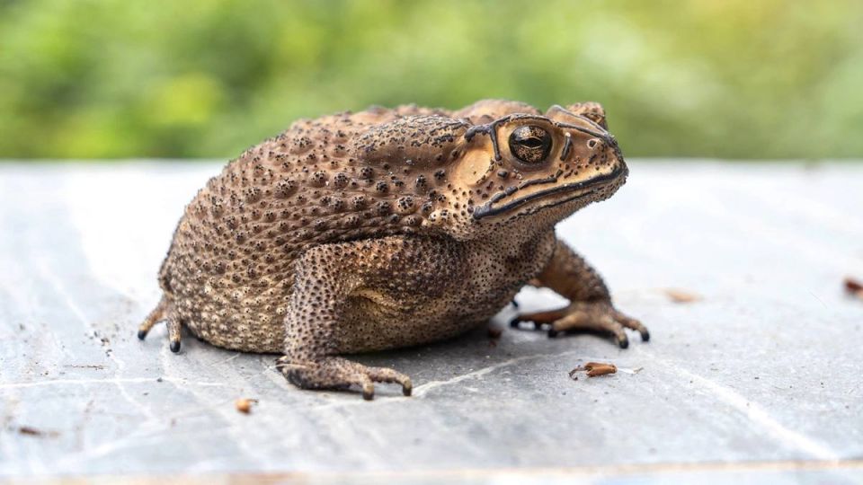 В России на границе с Китаем обнаружили лягушку, которую искали с 1984 года: