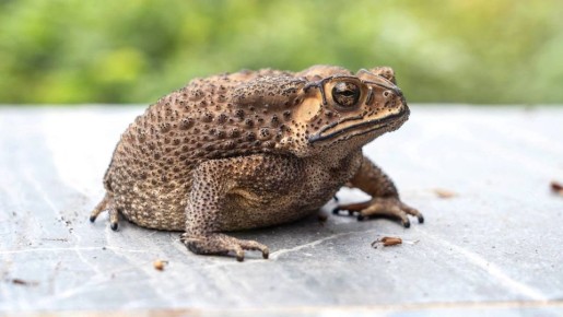 В России на границе с Китаем обнаружили лягушку, которую искали с 1984 года: