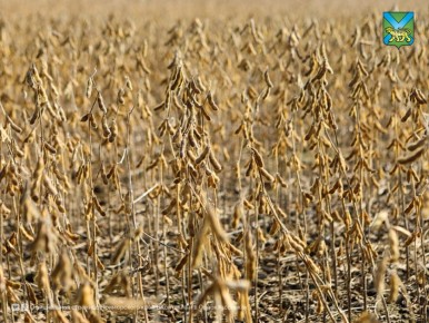 Завершилась уборка сои в Приморье