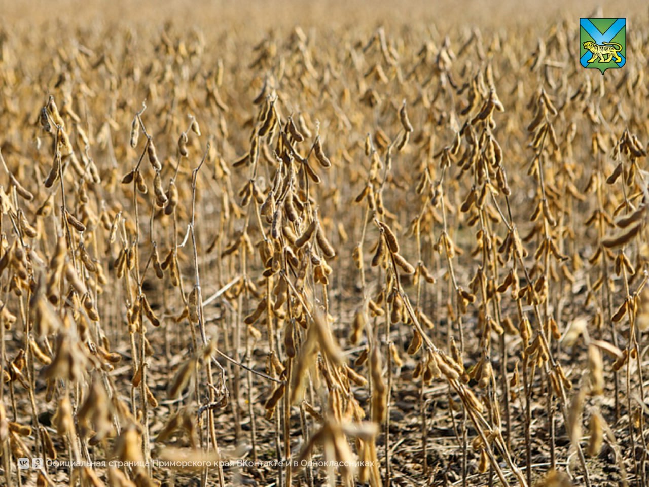 Завершилась уборка сои в Приморье