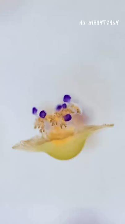 Теперь главное не перепутать, где яичница, а где медуза