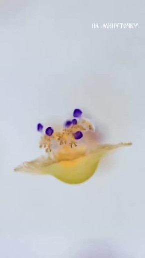 Теперь главное не перепутать, где яичница, а где медуза